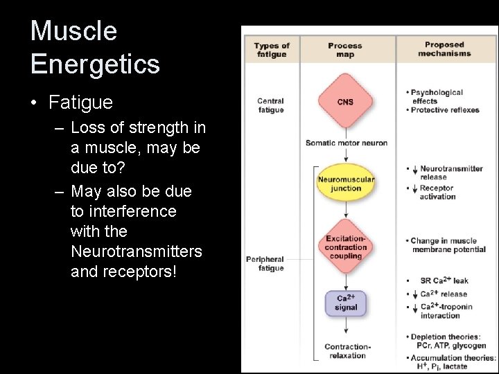 Muscle Energetics • Fatigue – Loss of strength in a muscle, may be due