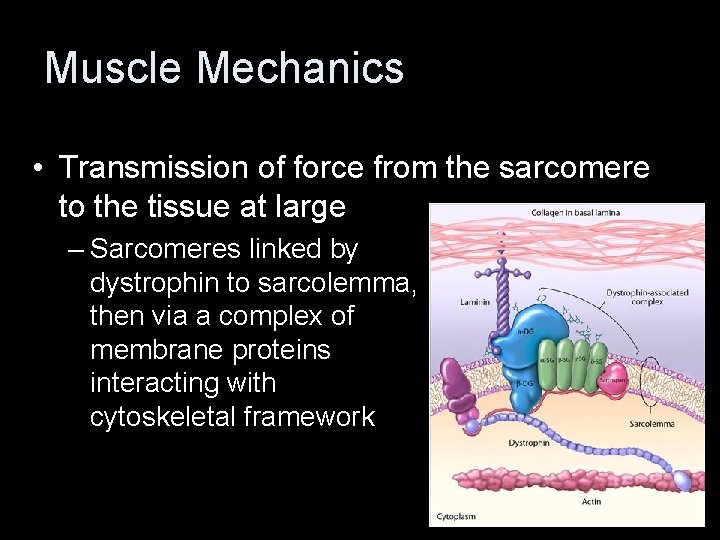 Muscle Mechanics • Transmission of force from the sarcomere to the tissue at large