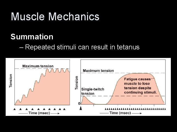 Muscle Mechanics Summation – Repeated stimuli can result in tetanus 