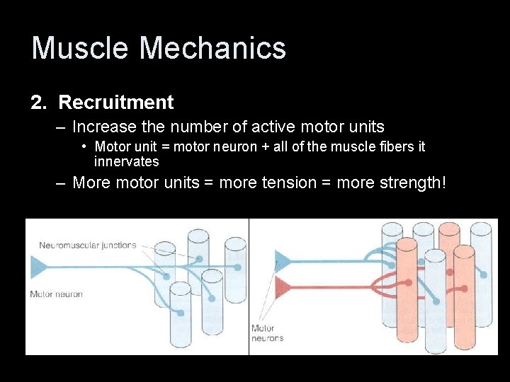 Muscle Mechanics 2. Recruitment – Increase the number of active motor units • Motor