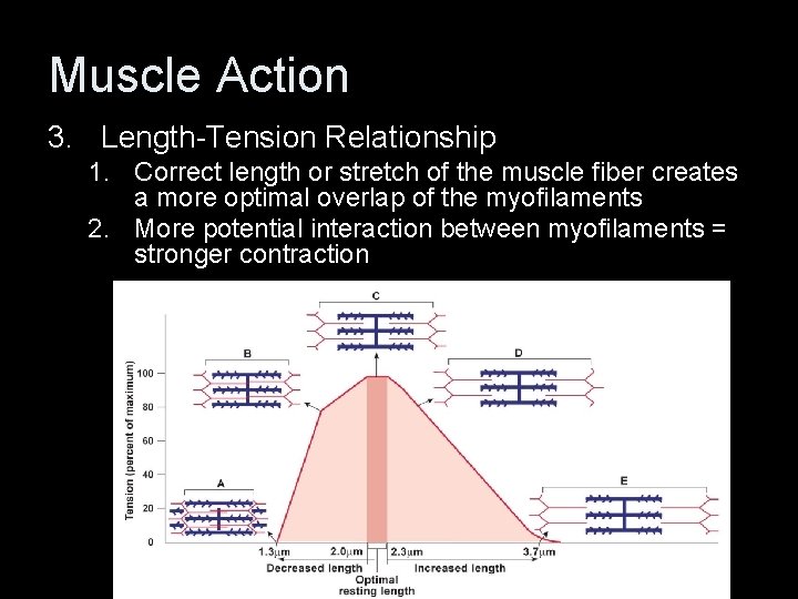 Muscle Action 3. Length-Tension Relationship 1. Correct length or stretch of the muscle fiber