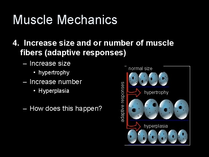 Muscle Mechanics 4. Increase size and or number of muscle fibers (adaptive responses) –