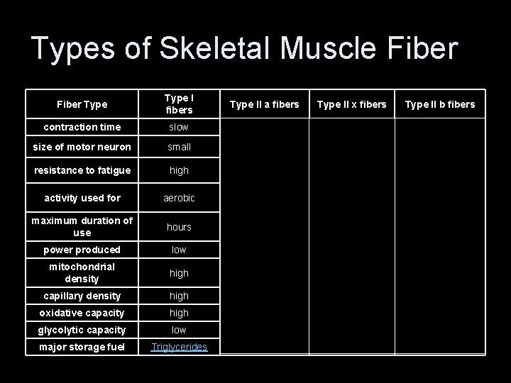 Types of Skeletal Muscle Fiber Type I fibers Type II a fibers Type II