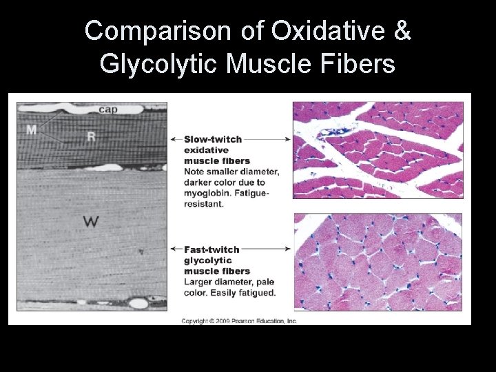 Comparison of Oxidative & Glycolytic Muscle Fibers 