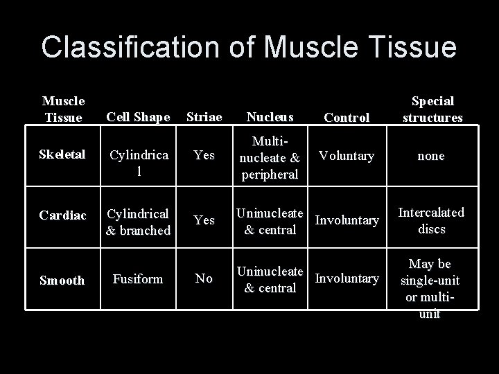 Classification of Muscle Tissue Cell Shape Striae Nucleus Control Special structures Voluntary none Skeletal