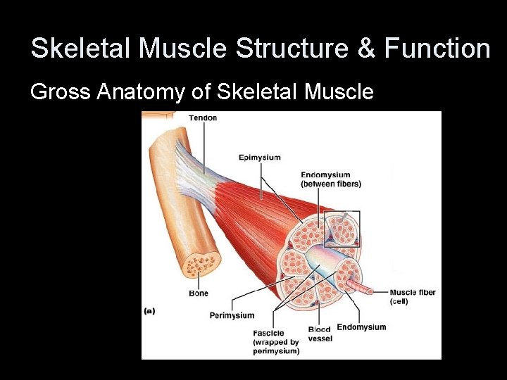 Skeletal Muscle Structure & Function Gross Anatomy of Skeletal Muscle 