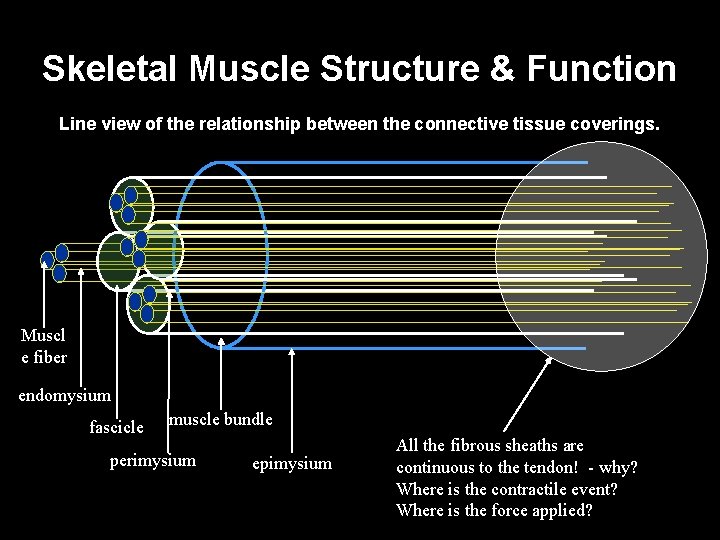 Skeletal Muscle Structure & Function Line view of the relationship between the connective tissue