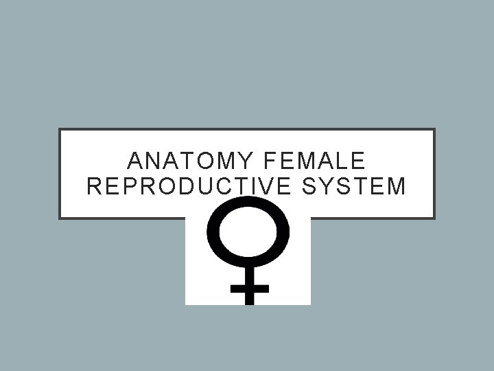 ANATOMY FEMALE REPRODUCTIVE SYSTEM 