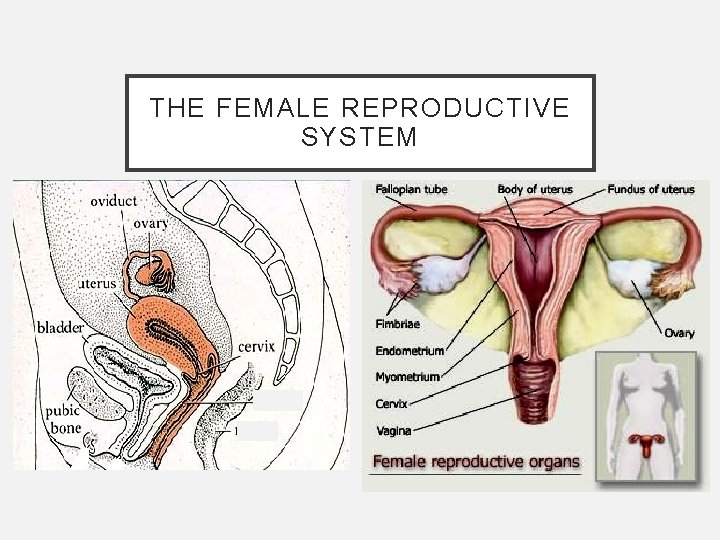 THE FEMALE REPRODUCTIVE SYSTEM 