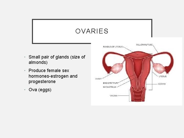 OVARIES • Small pair of glands (size of almonds) • Produce female sex hormones-estrogen