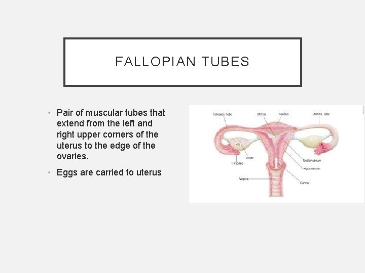 FALLOPIAN TUBES • Pair of muscular tubes that extend from the left and right