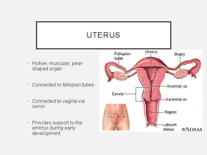 UTERUS • Hollow, muscular, pearshaped organ • Connected to fallopian tubes • Connected to