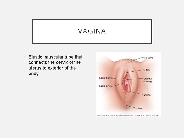 VAGINA • Elastic, muscular tube that connects the cervix of the uterus to exterior