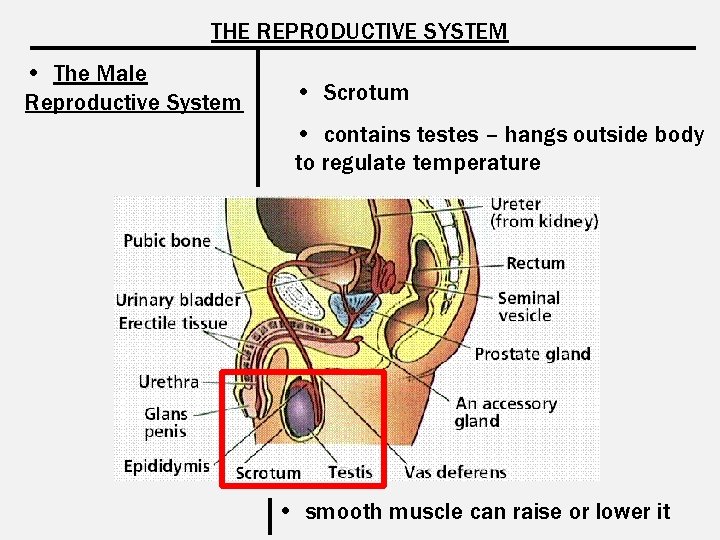 THE REPRODUCTIVE SYSTEM • The Male Reproductive System • Scrotum • contains testes –