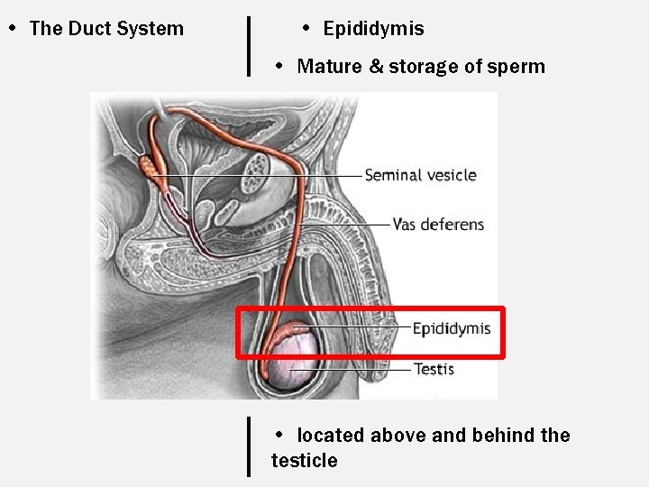  • The Duct System • Epididymis • Mature & storage of sperm •