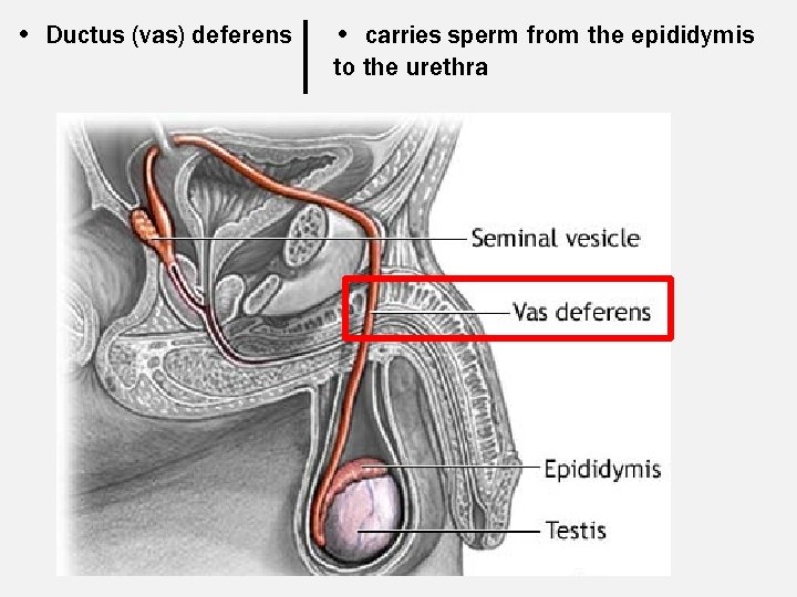  • Ductus (vas) deferens • carries sperm from the epididymis to the urethra