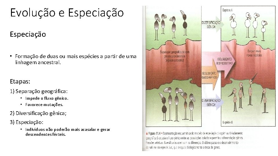 Evolução e Especiação • Formação de duas ou mais espécies a partir de uma