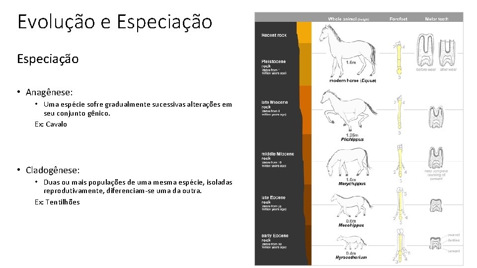 Evolução e Especiação • Anagênese: • Uma espécie sofre gradualmente sucessivas alterações em seu