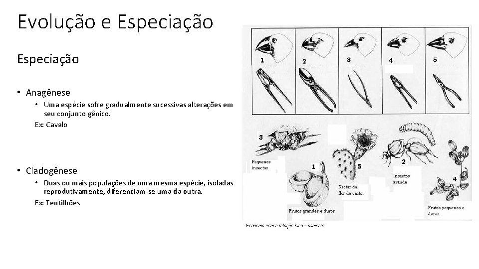 Evolução e Especiação • Anagênese • Uma espécie sofre gradualmente sucessivas alterações em seu