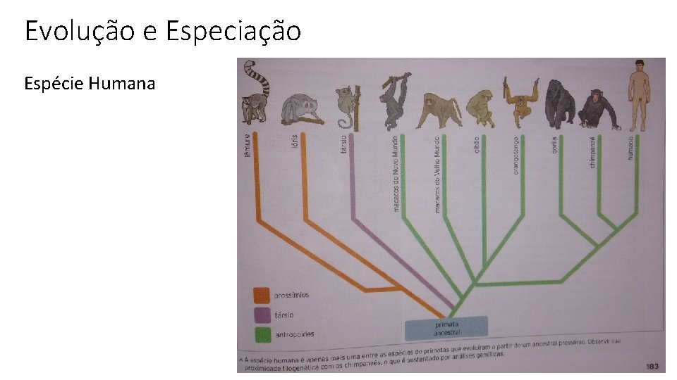 Evolução e Especiação Espécie Humana 