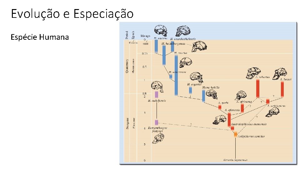 Evolução e Especiação Espécie Humana 