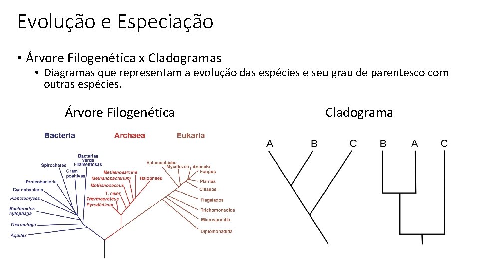 Evolução e Especiação • Árvore Filogenética x Cladogramas • Diagramas que representam a evolução