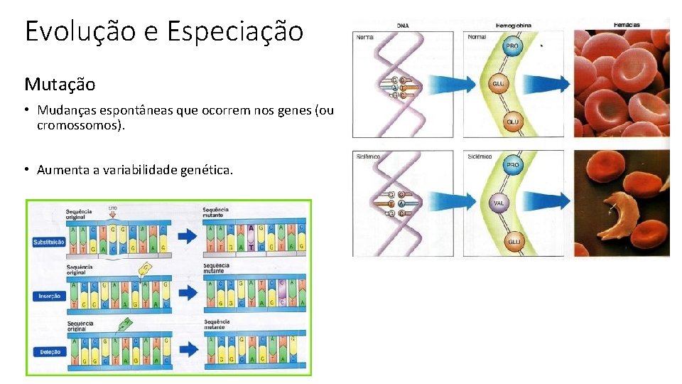 Evolução e Especiação Mutação • Mudanças espontâneas que ocorrem nos genes (ou cromossomos). •