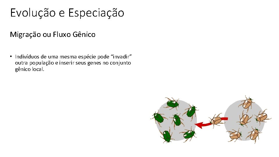 Evolução e Especiação Migração ou Fluxo Gênico • Indivíduos de uma mesma espécie pode