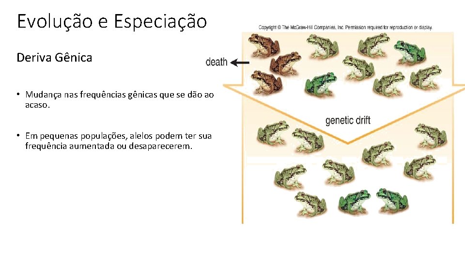 Evolução e Especiação Deriva Gênica • Mudança nas frequências gênicas que se dão ao