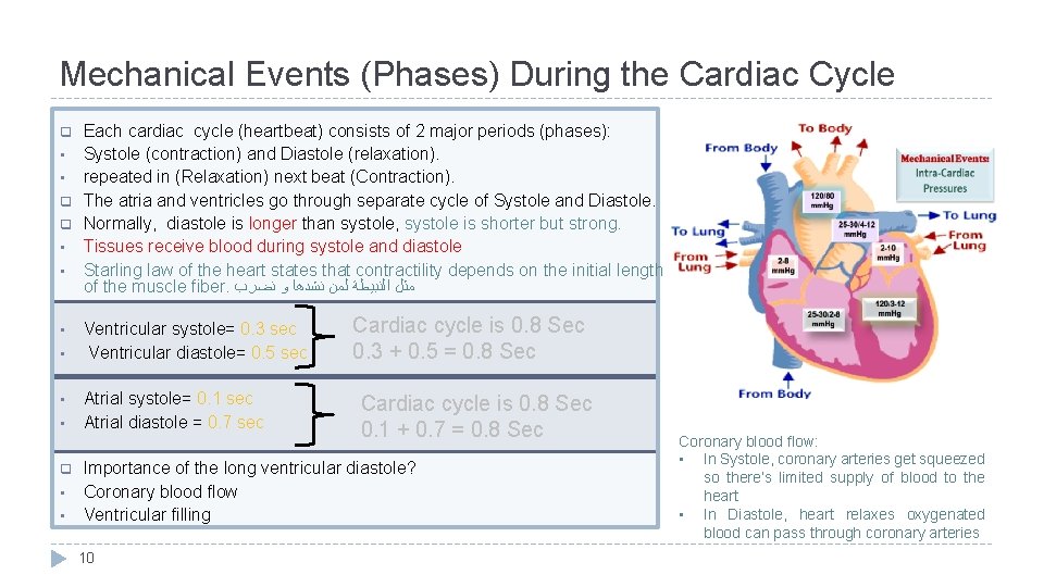 Mechanical Events (Phases) During the Cardiac Cycle q • • q q • •