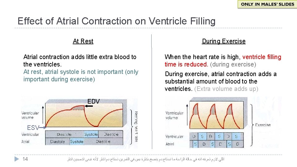 Effect of Atrial Contraction on Ventricle Filling At Rest Atrial contraction adds little extra