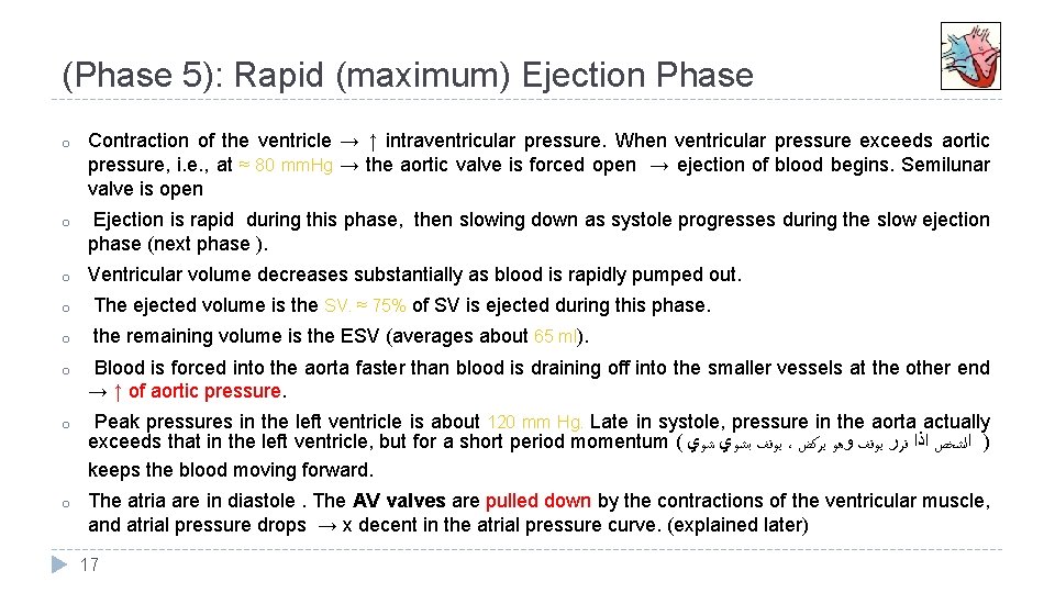 (Phase 5): Rapid (maximum) Ejection Phase o Contraction of the ventricle → ↑ intraventricular