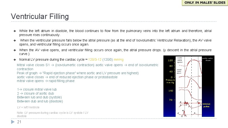 Ventricular Filling v While the left atrium in diastole, the blood continues to flow