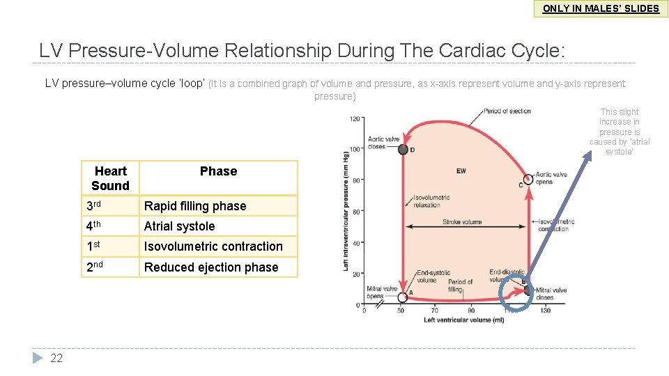 ONLY IN MALES’ SLIDES LV Pressure-Volume Relationship During The Cardiac Cycle: LV pressure–volume cycle