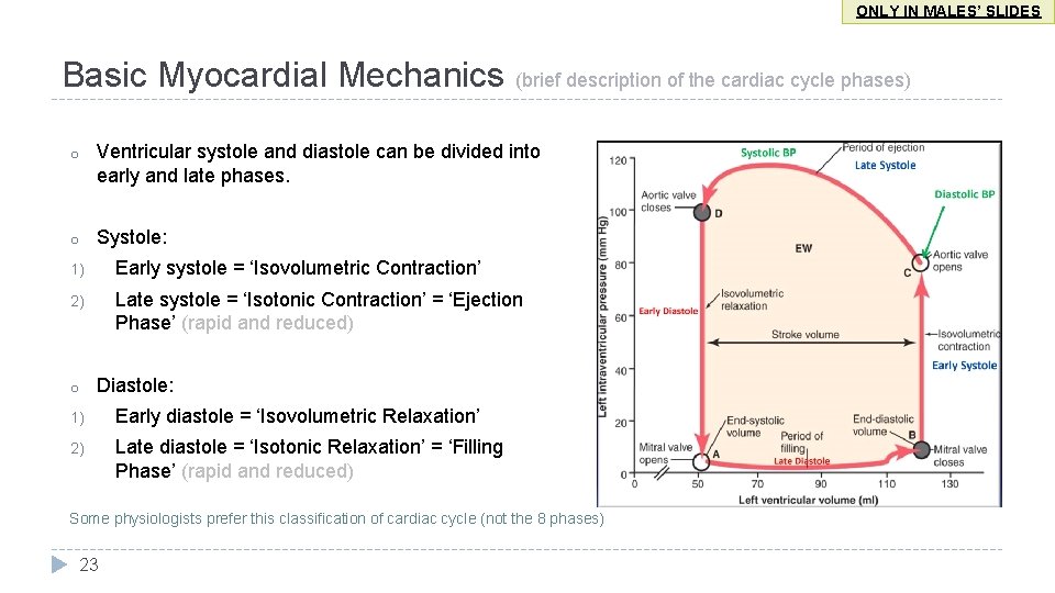 ONLY IN MALES’ SLIDES Basic Myocardial Mechanics (brief description of the cardiac cycle phases)