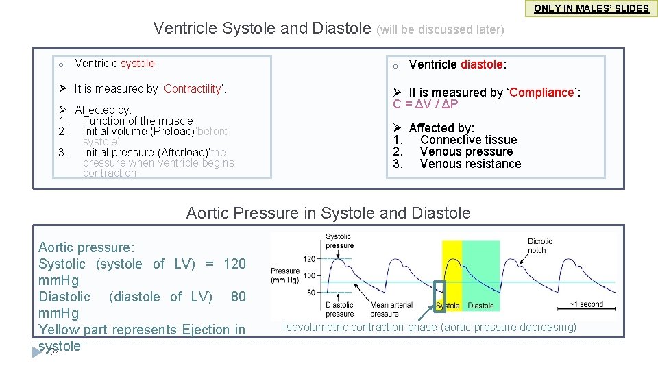 ONLY IN MALES’ SLIDES Ventricle Systole and Diastole (will be discussed later) o Ventricle