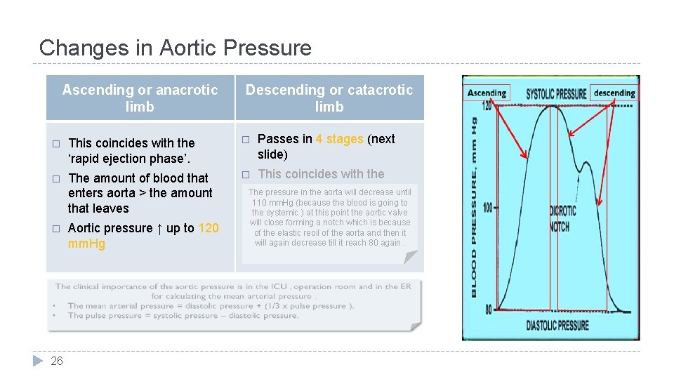 Changes in Aortic Pressure Ascending or anacrotic limb Descending or catacrotic limb � This