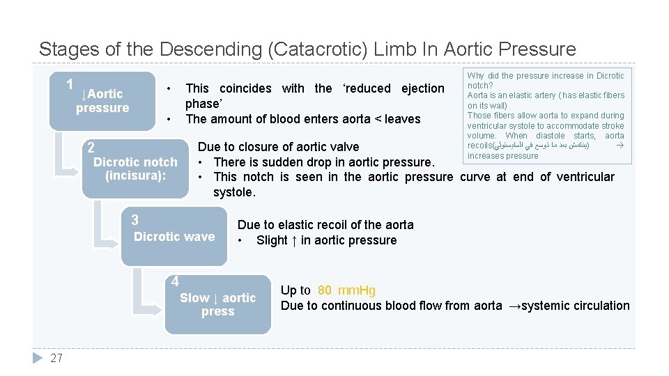 Stages of the Descending (Catacrotic) Limb In Aortic Pressure 1 • ↓Aortic pressure This