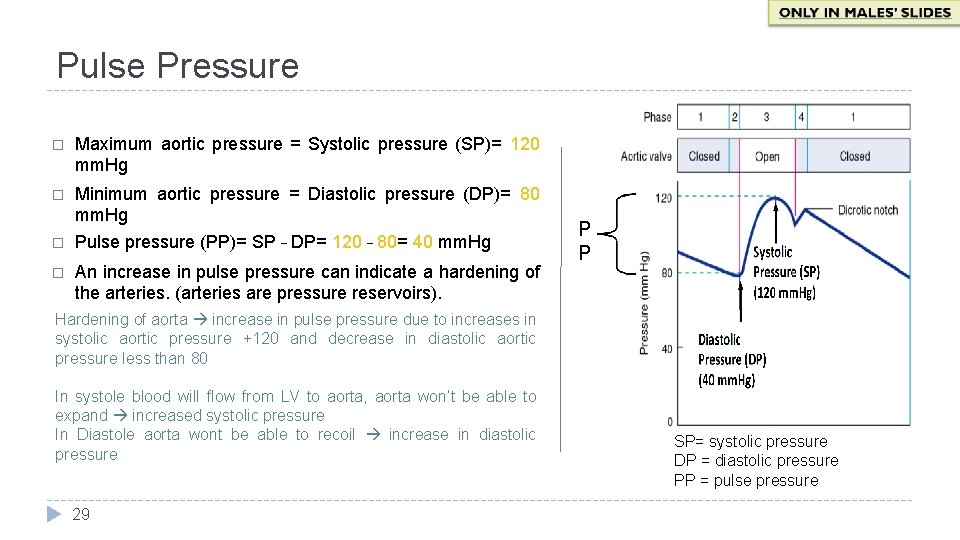 Pulse Pressure � Maximum aortic pressure = Systolic pressure (SP)= 120 mm. Hg �