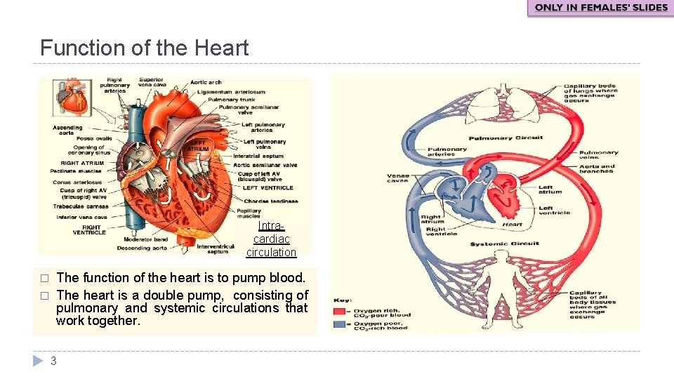 Function of the Heart Intracardiac circulation � � The function of the heart is