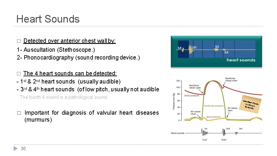 Heart Sounds � Detected over anterior chest wall by: 1 - Auscultation (Stethoscope. )