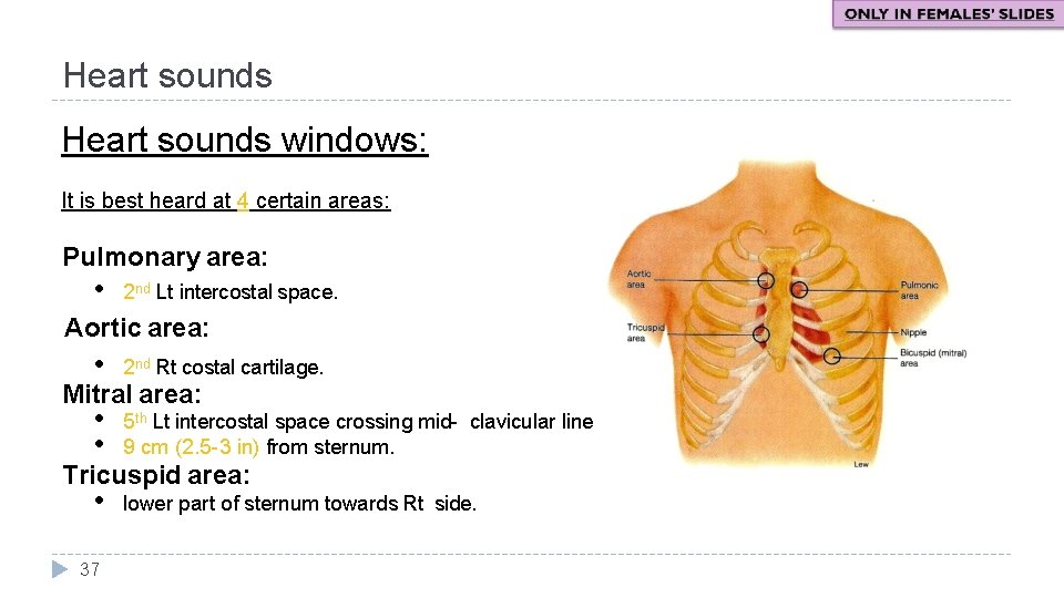 Heart sounds windows: It is best heard at 4 certain areas: Pulmonary area: •