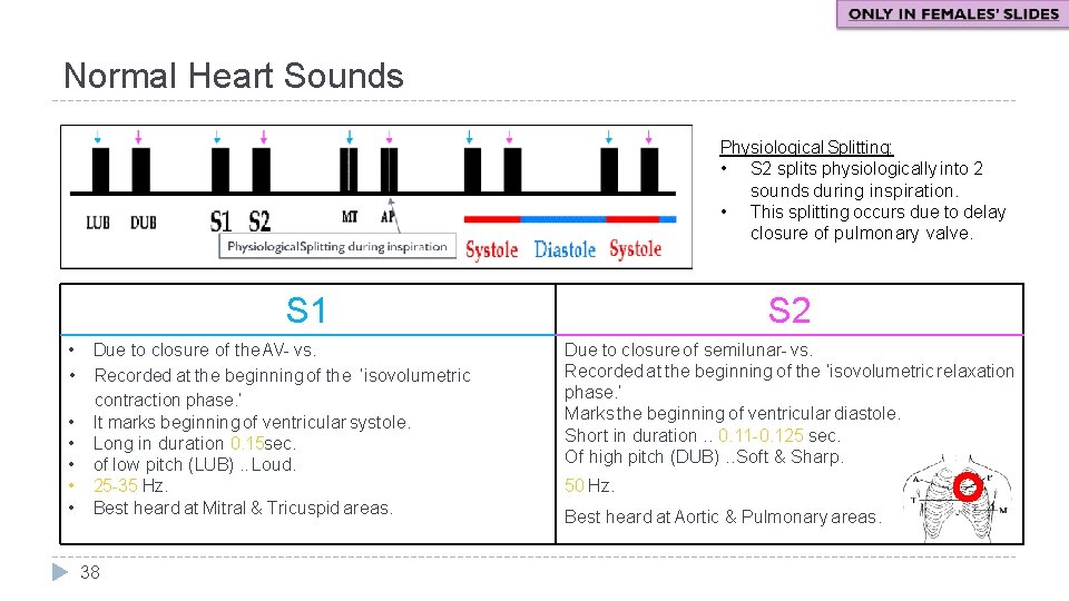 Normal Heart Sounds Physiological Splitting: • S 2 splits physiologically into 2 sounds during