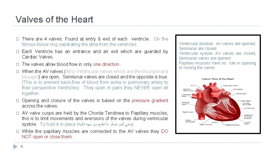 Valves of the Heart � There are 4 valves. Found at entry & exit