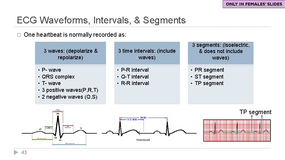 ECG Waveforms, Intervals, & Segments � One heartbeat is normally recorded as: 3 waves: