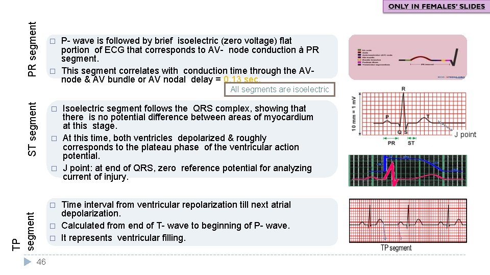 PR segment � � P- wave is followed by brief isoelectric (zero voltage) flat