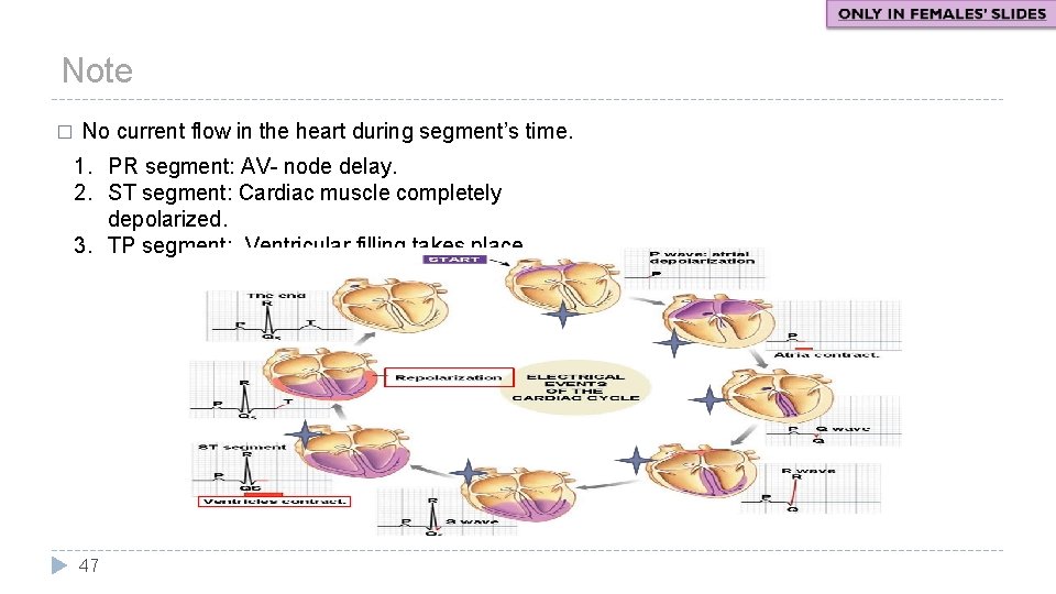 Note � No current flow in the heart during segment’s time. 1. PR segment: