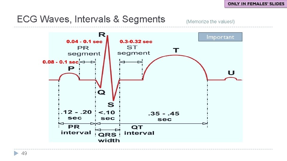 ECG Waves, Intervals & Segments 49 (Memorize the values!) 