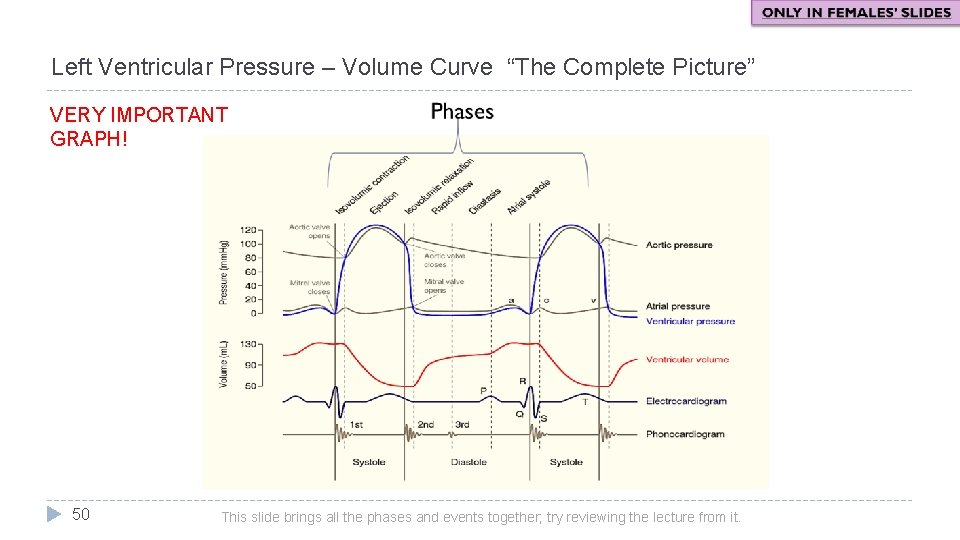 Left Ventricular Pressure – Volume Curve “The Complete Picture” VERY IMPORTANT GRAPH! 50 This