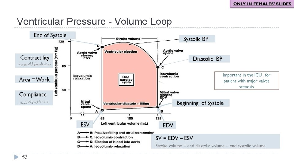 Ventricular Pressure - Volume Loop 53 